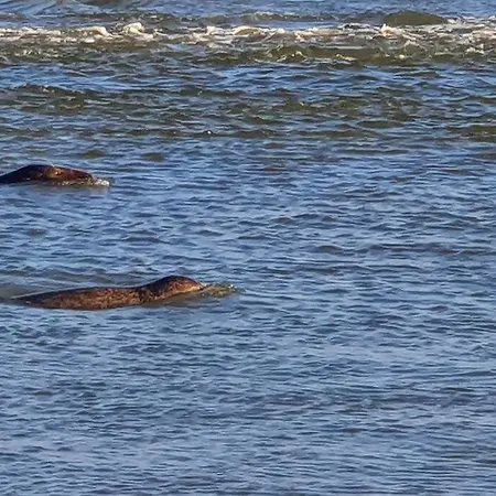 Apartamento Entier Avec Grand Jardin Et Parking Wifi 6 Et Fibre *